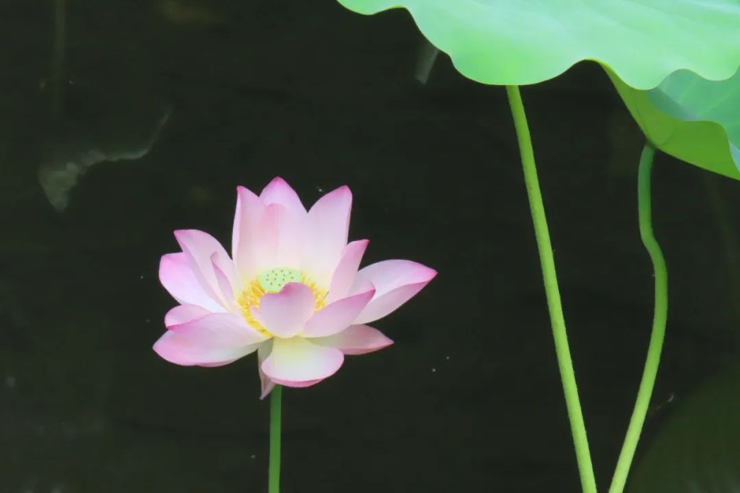 DƬ